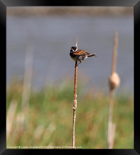 Reed Bunting Singing on a Reed Framed Print by Louise Heusinkveld