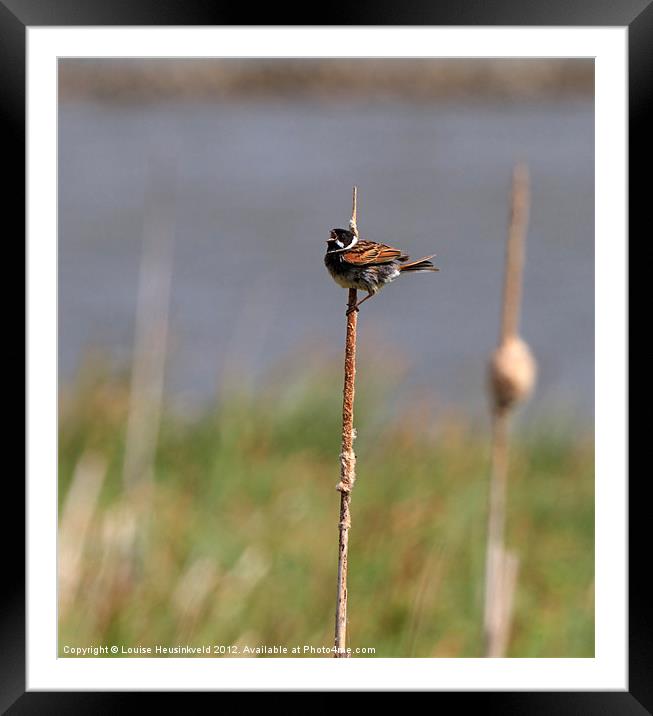 Reed Bunting Singing on a Reed Framed Mounted Print by Louise Heusinkveld