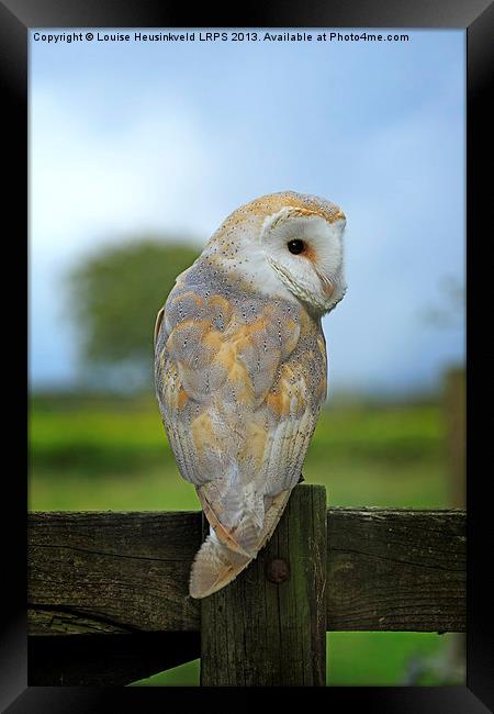 Barn Owl on a Fence Framed Print by Louise Heusinkveld