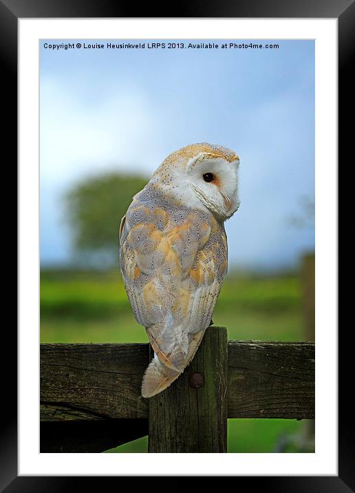 Barn Owl on a Fence Framed Mounted Print by Louise Heusinkveld