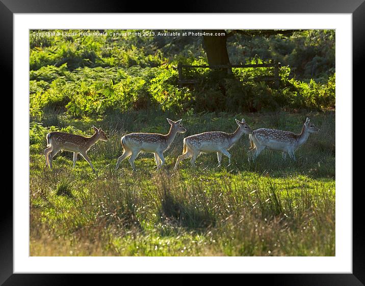 Fallow deer does and fawns at sunrise Framed Mounted Print by Louise Heusinkveld