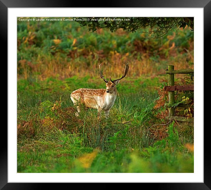 Fallow Deer Buck Framed Mounted Print by Louise Heusinkveld