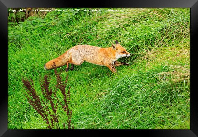 Red Fox in a Hurry Framed Print by Louise Heusinkveld