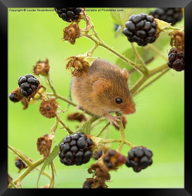 Harvest mouse on a blackberry stem Framed Print by Louise Heusinkveld