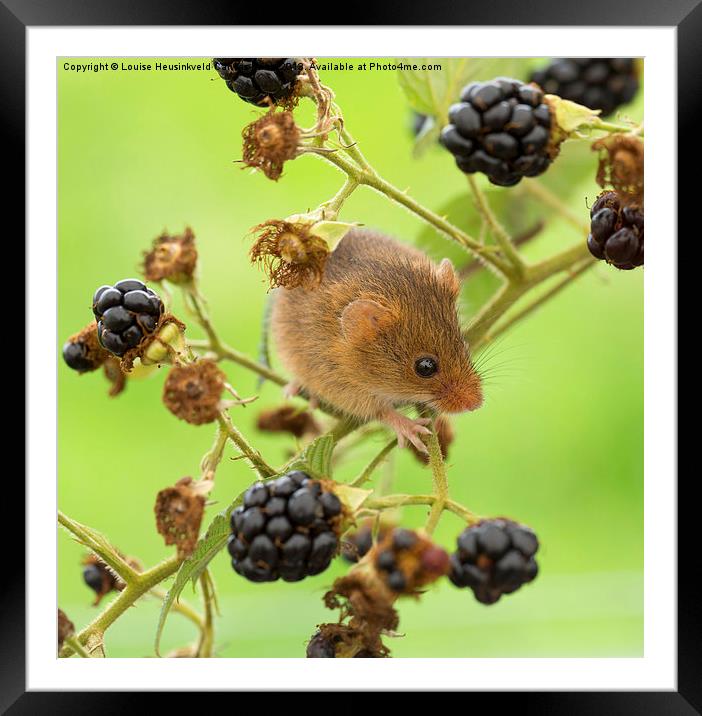 Harvest mouse on a blackberry stem Framed Mounted Print by Louise Heusinkveld