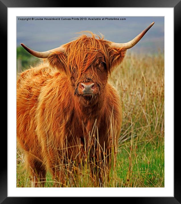 Red Highland Cow, Northumberland Framed Mounted Print by Louise Heusinkveld