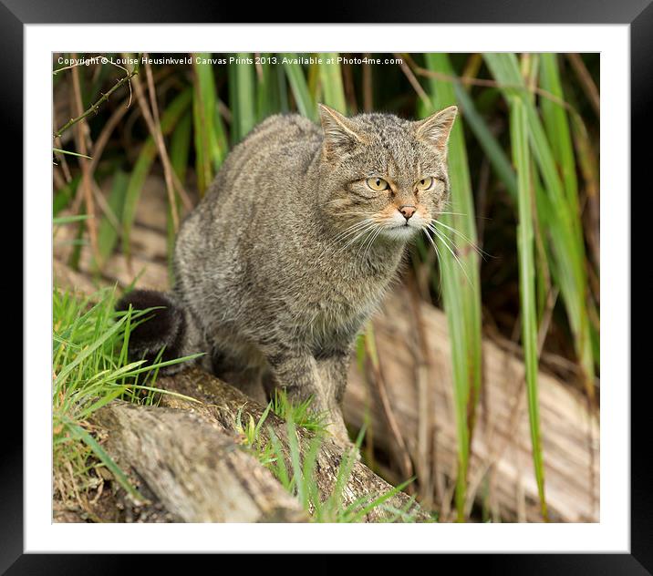 Scottish wildcat watching prey Framed Mounted Print by Louise Heusinkveld