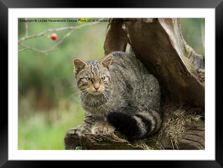 Scottish wildcat, Felis silvestris Framed Mounted Print by Louise Heusinkveld