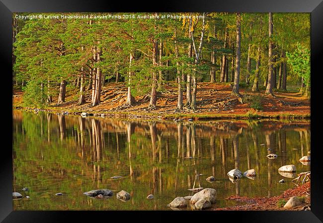 Pine forest and still waters of Loch An Eilein Framed Print by Louise Heusinkveld