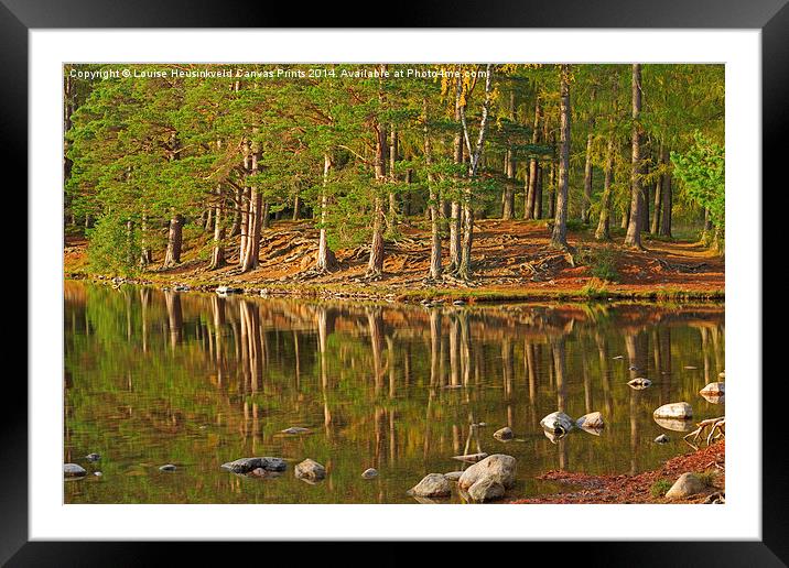 Pine forest and still waters of Loch An Eilein Framed Mounted Print by Louise Heusinkveld