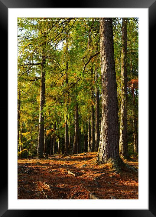 Larch forest at dawn near Loch An Eilein Framed Mounted Print by Louise Heusinkveld