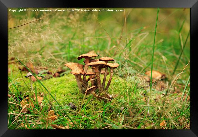 Honey Fungus Framed Print by Louise Heusinkveld