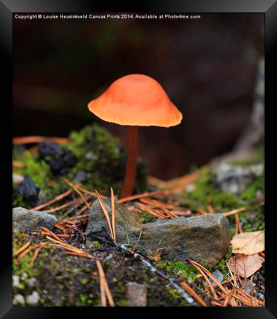 Conical Wax Cap Framed Print by Louise Heusinkveld