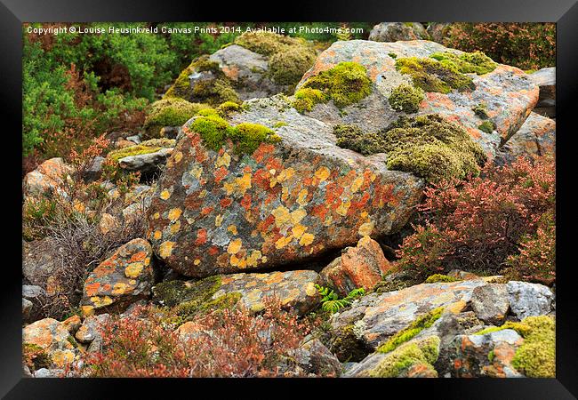 Lichens and Moss Framed Print by Louise Heusinkveld