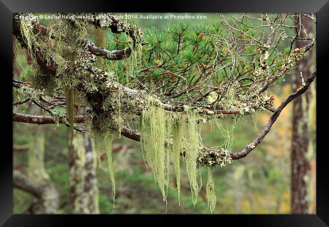 Lichens growing on tree branches Framed Print by Louise Heusinkveld