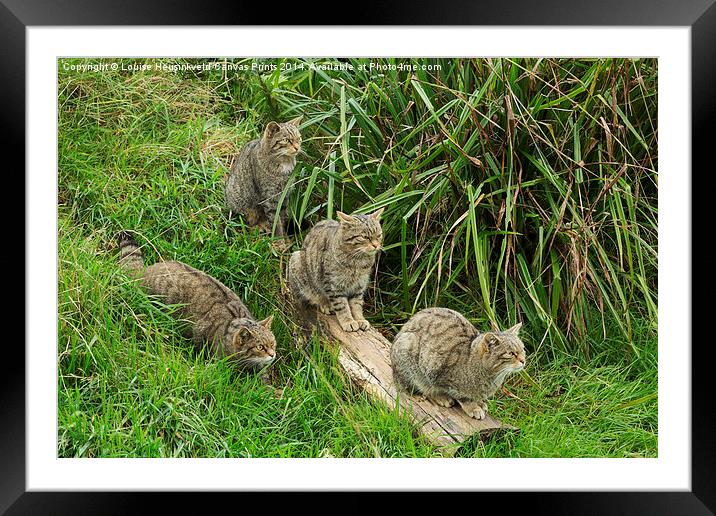 Scottish wildcats Framed Mounted Print by Louise Heusinkveld