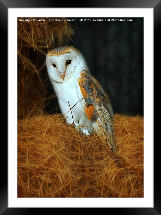 Barn Owl, Tyto alba Framed Mounted Print by Louise Heusinkveld