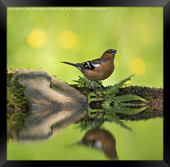 Singing Chaffinch Framed Print by Louise Heusinkveld