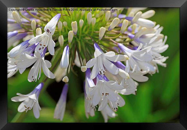 Agapanthus orientalis, Queen Mum Framed Print by Louise Heusinkveld