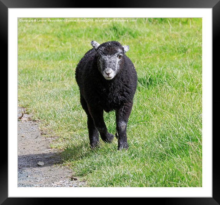 Black Herdwick lamb running in the grass in the La Framed Mounted Print by Louise Heusinkveld