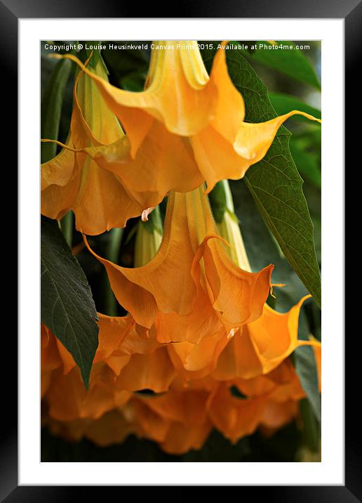 Brugmansia Charles Grimaldi Framed Mounted Print by Louise Heusinkveld