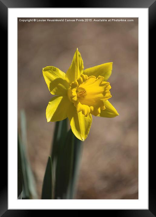 Daffodil in early spring Framed Mounted Print by Louise Heusinkveld