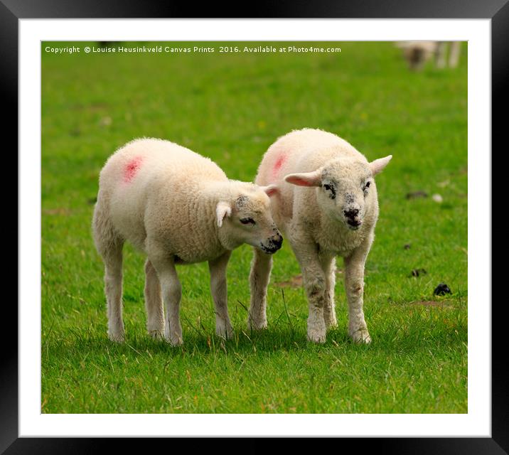 Twin lambs in spring Framed Mounted Print by Louise Heusinkveld