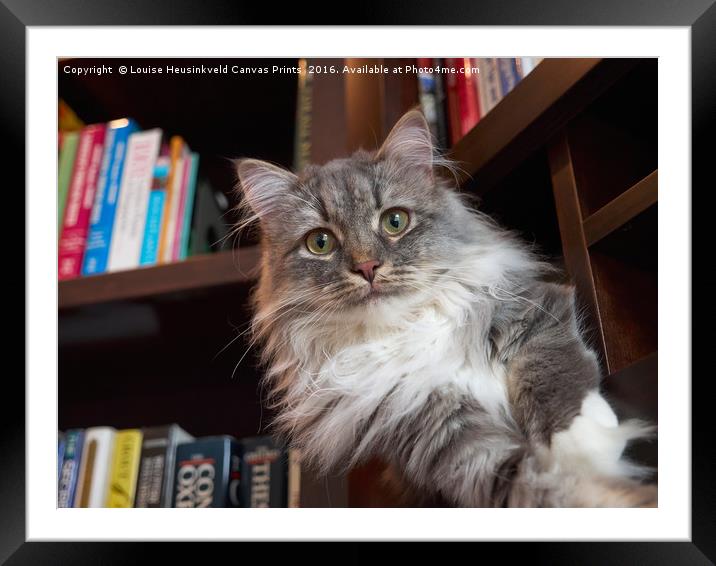 Handsome grey tabby cat on a shelf in the library Framed Mounted Print by Louise Heusinkveld