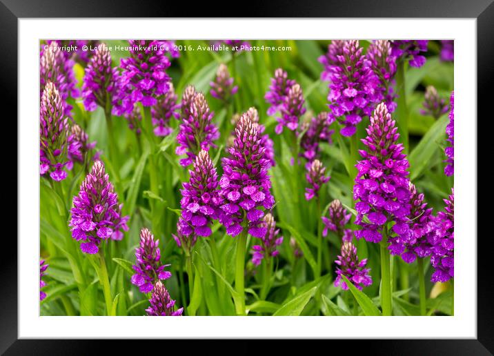 Madeiran Orchid Framed Mounted Print by Louise Heusinkveld