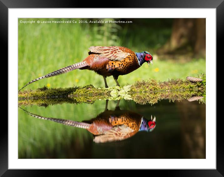 Common pheasant, Phasianus colchicus Framed Mounted Print by Louise Heusinkveld