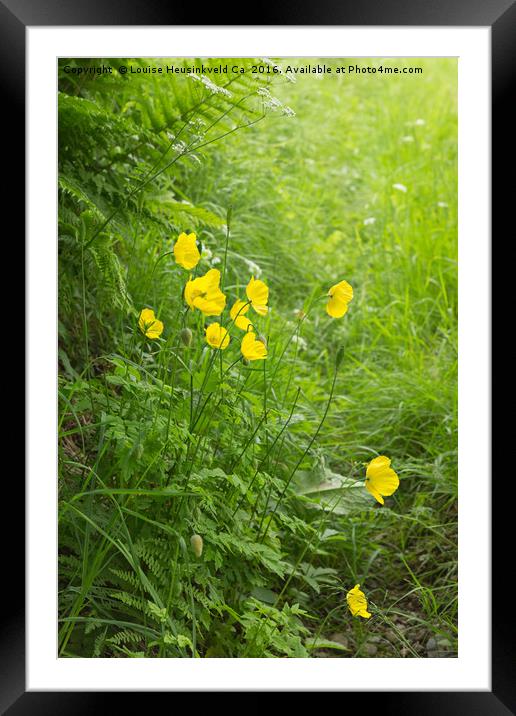 Welsh poppies, Meconopsis cambrica Framed Mounted Print by Louise Heusinkveld