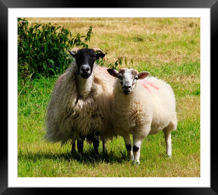 Swaledale sheep with lamb in the Lake District, Cu Framed Mounted Print by Louise Heusinkveld