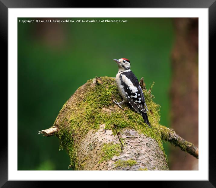 Great Spotted Woodpecker on a mossy log Framed Mounted Print by Louise Heusinkveld