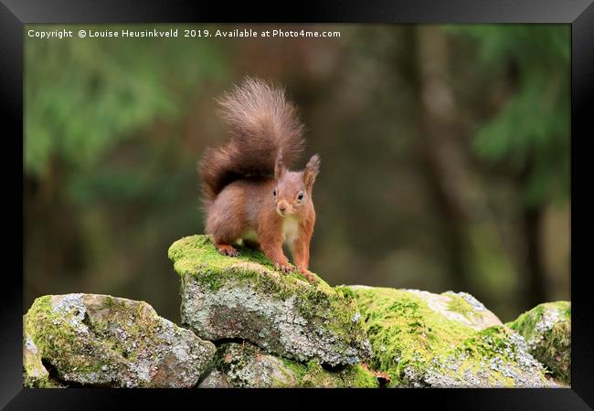 red squirrel, Sciurus vulgaris, looking alert Framed Print by Louise Heusinkveld