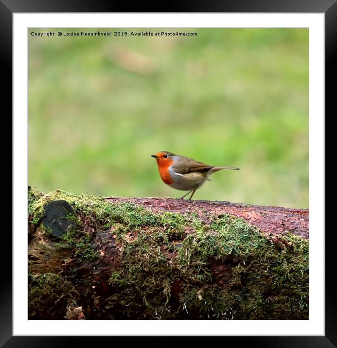 English Robin, Erithacus rubecula Framed Mounted Print by Louise Heusinkveld