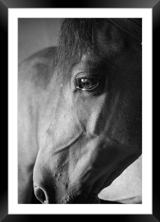 Resting Horse Framed Mounted Print by barnabas whiting