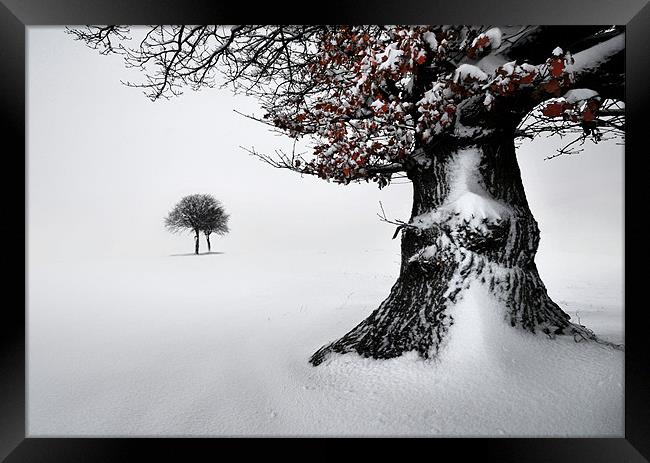 Oak in the snow Framed Print by Robert Fielding