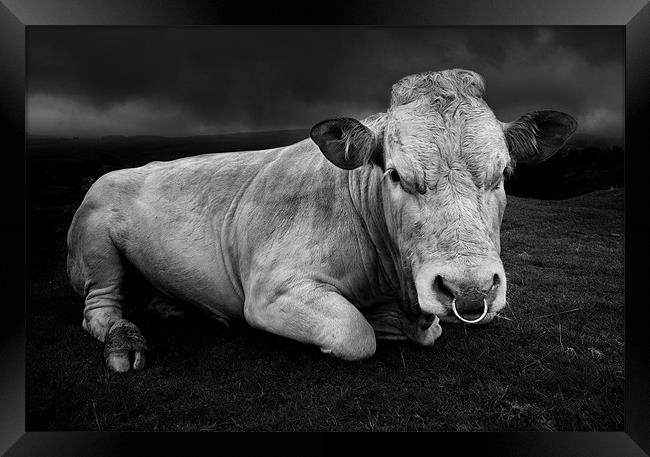A bull called Emo Framed Print by Robert Fielding