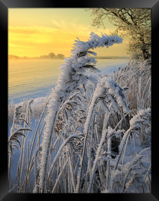 Frosts in the grass Framed Print by Robert Fielding