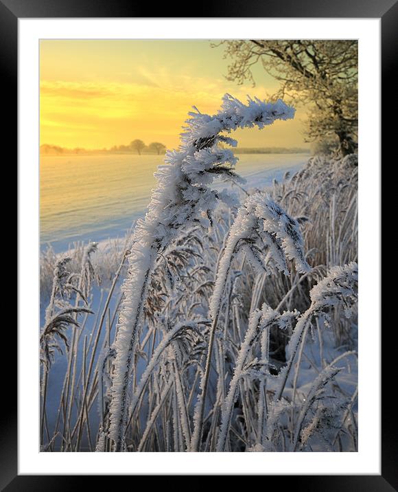 Frosts in the grass Framed Mounted Print by Robert Fielding