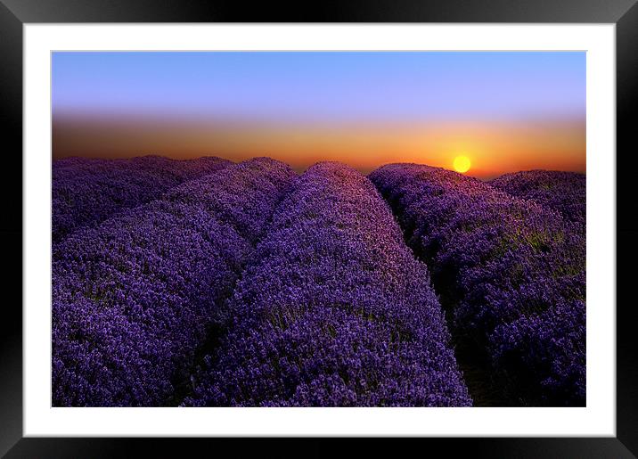 Lavender sunset Framed Mounted Print by Robert Fielding