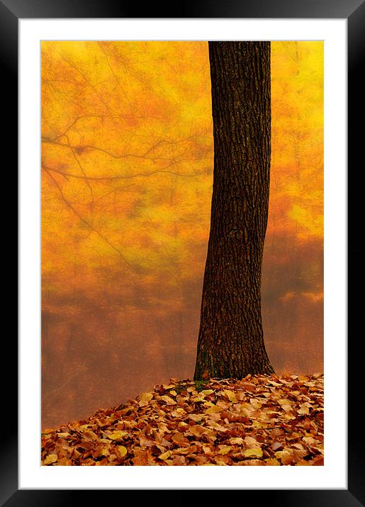 Autumn blur abstract Framed Mounted Print by Robert Fielding
