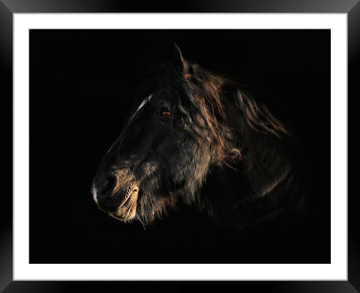 Portriat of a horse 3 Framed Mounted Print by Robert Fielding
