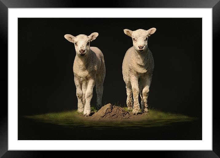 spring time lambs Framed Mounted Print by Robert Fielding