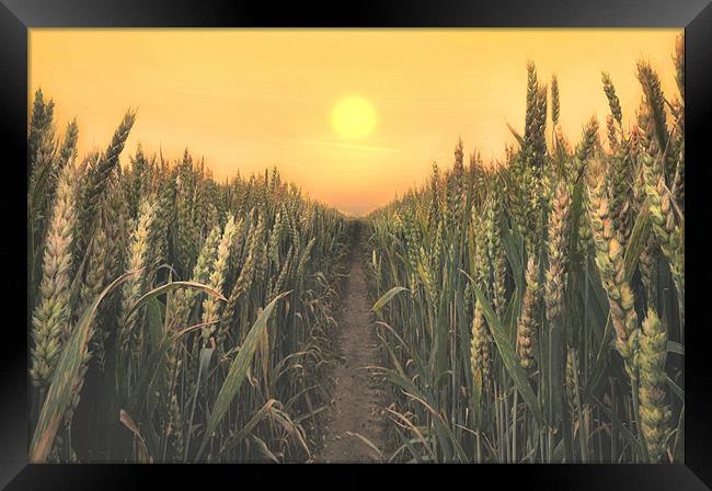 sunrise over the wheatfields Framed Print by Robert Fielding