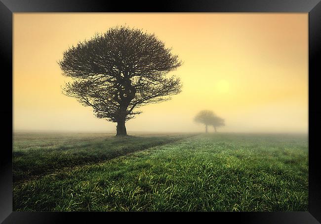 trees in the morning sunrise Framed Print by Robert Fielding