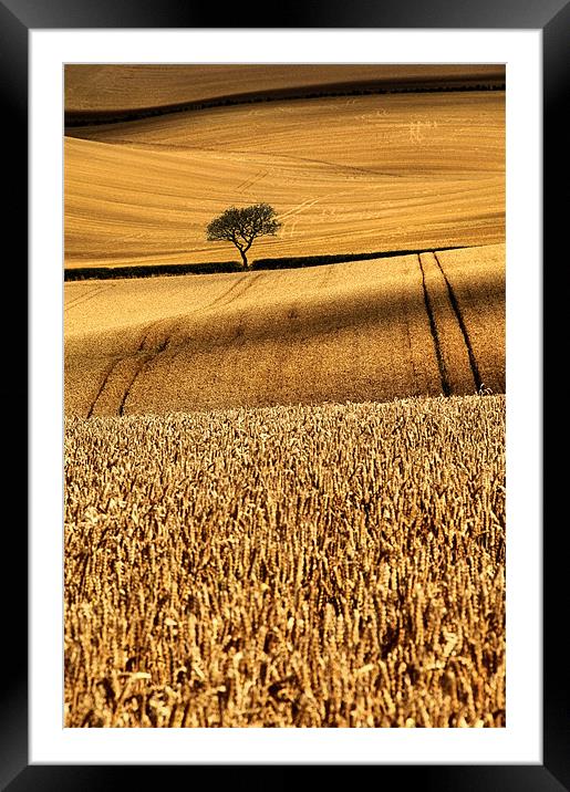 Golden beauty 2 Framed Mounted Print by Robert Fielding