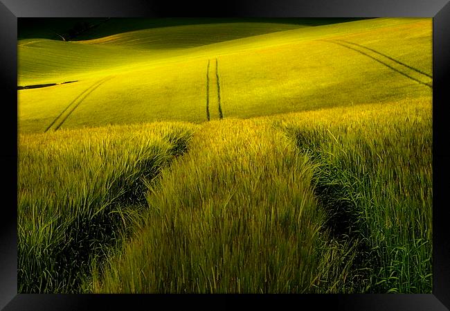 Rolling wheat fields Framed Print by Robert Fielding