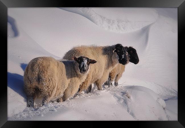 sheep in the snow Framed Print by Robert Fielding