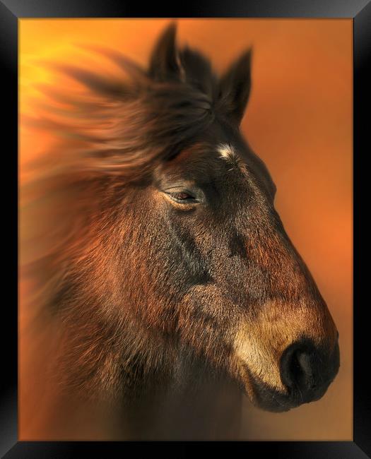 Portriat of a horse Framed Print by Robert Fielding